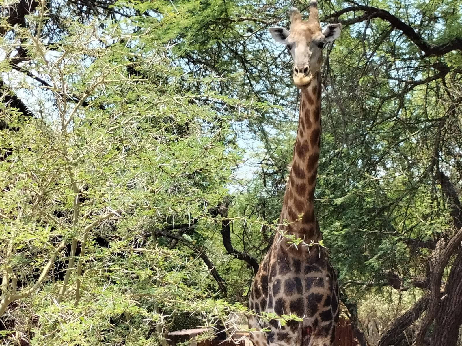 Marloth Wild Fig Marloth Park Mpumalanga South Africa Giraffe, Mammal, Animal, Herbivore