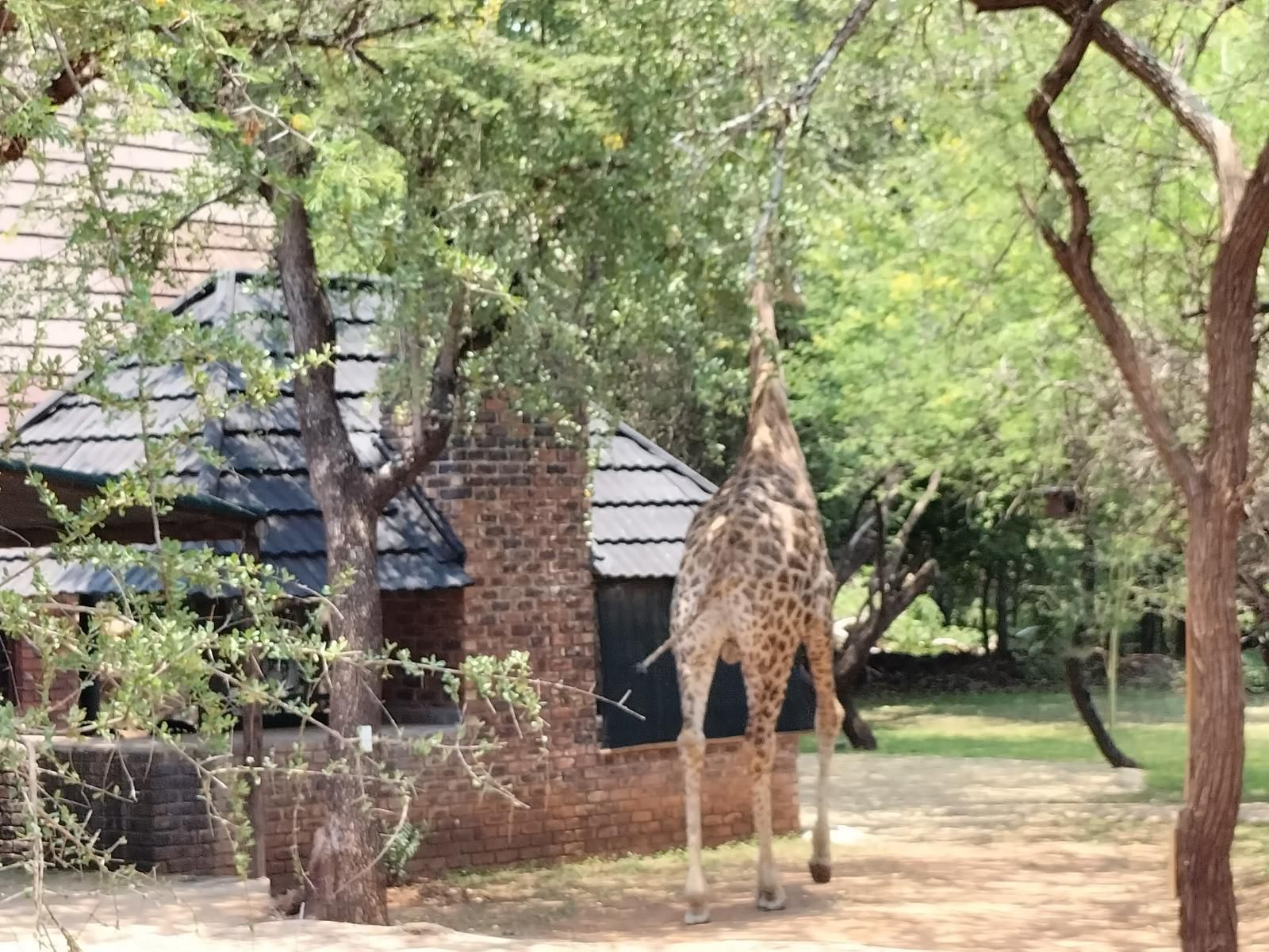 Marloth Wild Fig Marloth Park Mpumalanga South Africa Giraffe, Mammal, Animal, Herbivore