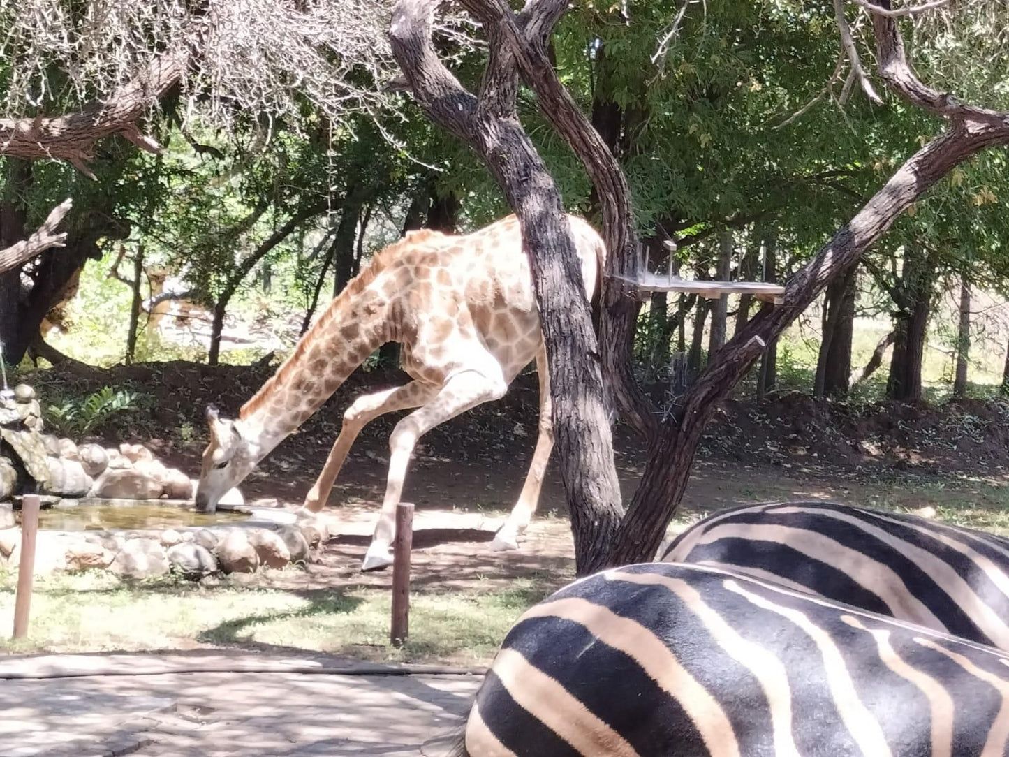 Marloth Wild Fig Marloth Park Mpumalanga South Africa Giraffe, Mammal, Animal, Herbivore