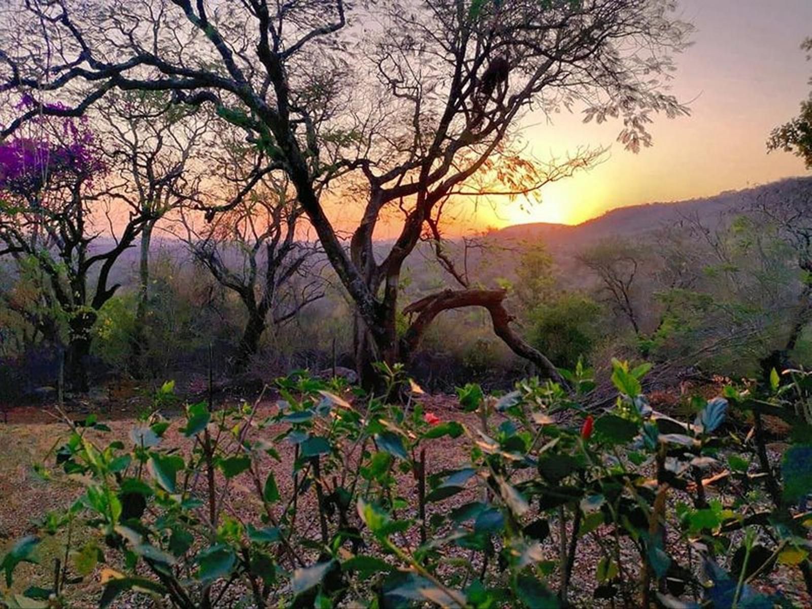 Wildnut Lodge And Game Farm Makhado Louis Trichardt Limpopo Province South Africa Tree, Plant, Nature, Wood, Sunset, Sky