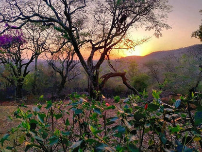 Wildnut Lodge And Game Farm Makhado Louis Trichardt Limpopo Province South Africa Tree, Plant, Nature, Wood, Sunset, Sky