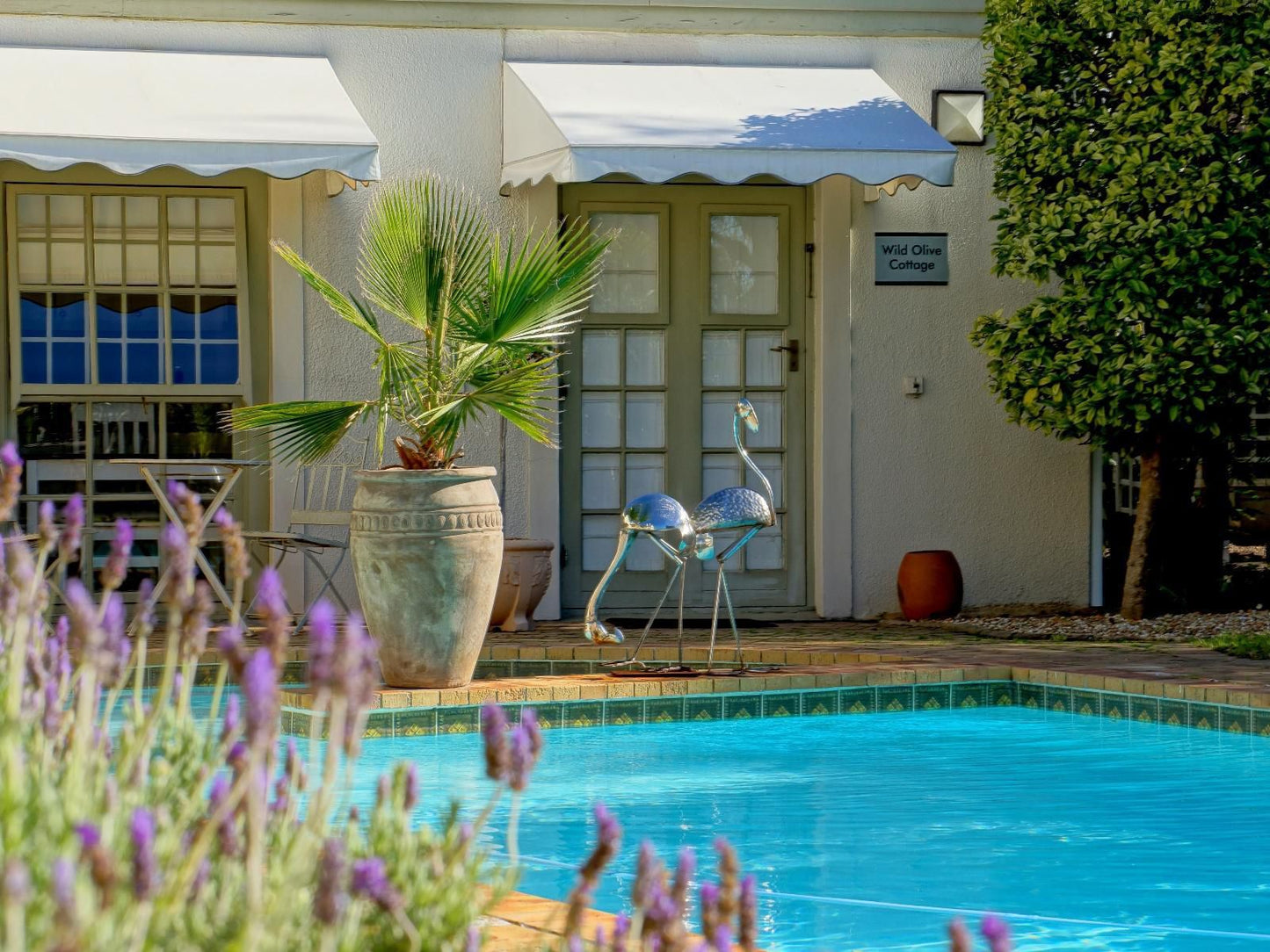 Wild Olive Guest House Newlands Cape Town Western Cape South Africa Complementary Colors, House, Building, Architecture, Swimming Pool