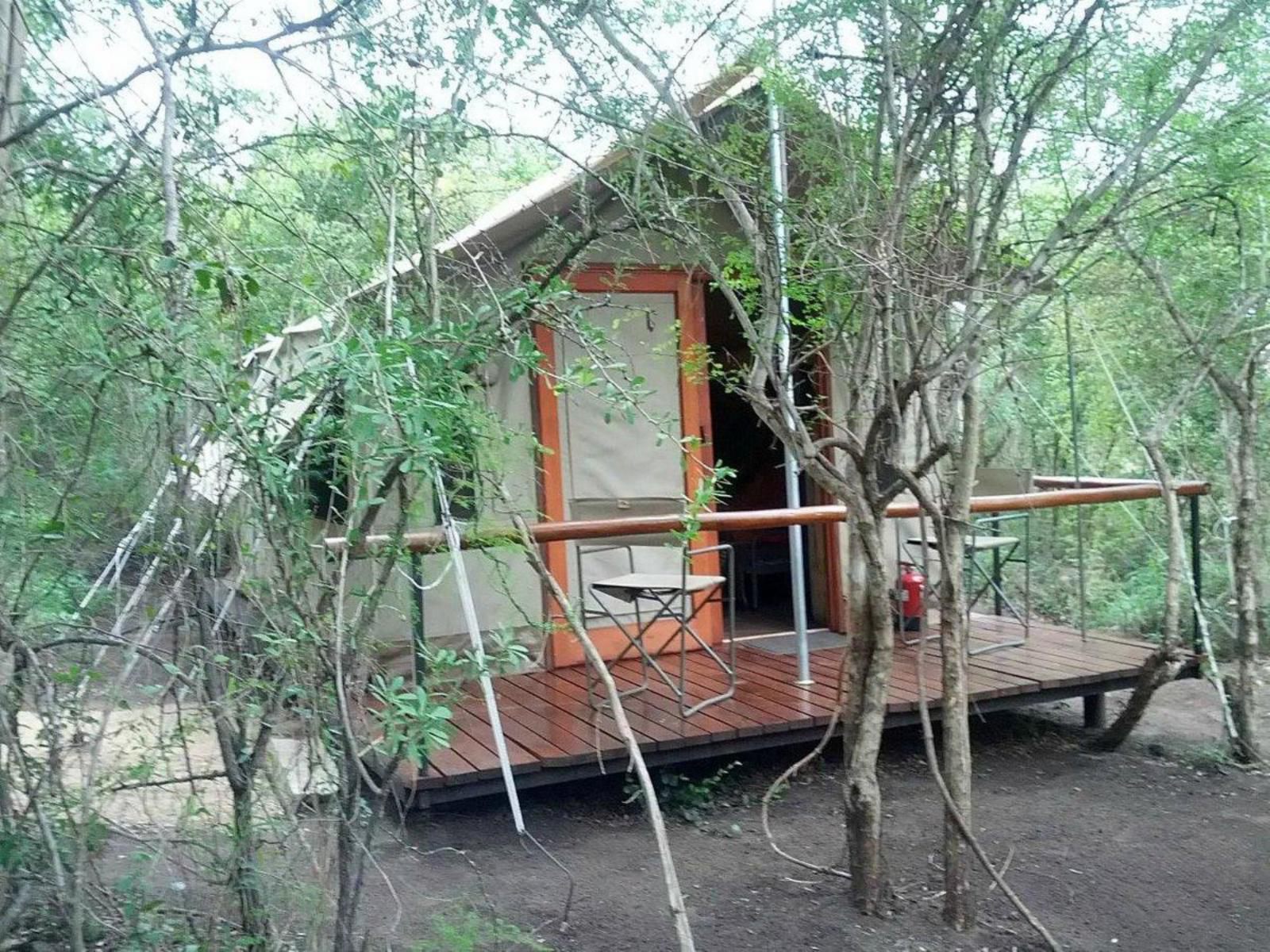 Wild Olive Tree Camp Manyeleti Reserve Mpumalanga South Africa Tree, Plant, Nature, Wood