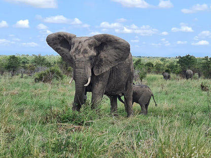 Wild Olive Tree Camp Manyeleti Reserve Mpumalanga South Africa Complementary Colors, Elephant, Mammal, Animal, Herbivore