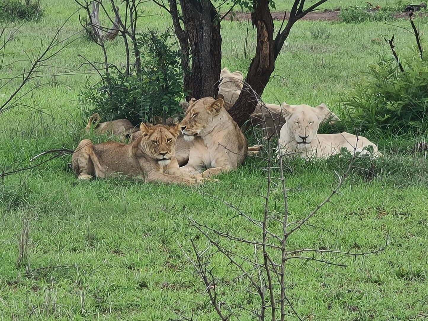 Wild Olive Tree Camp Manyeleti Reserve Mpumalanga South Africa Lion, Mammal, Animal, Big Cat, Predator