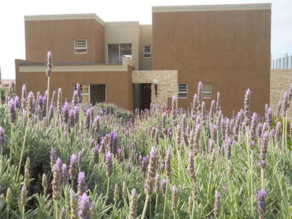 Wildpebbles Jeffreys Bay Eastern Cape South Africa Lavender, Nature, Plant