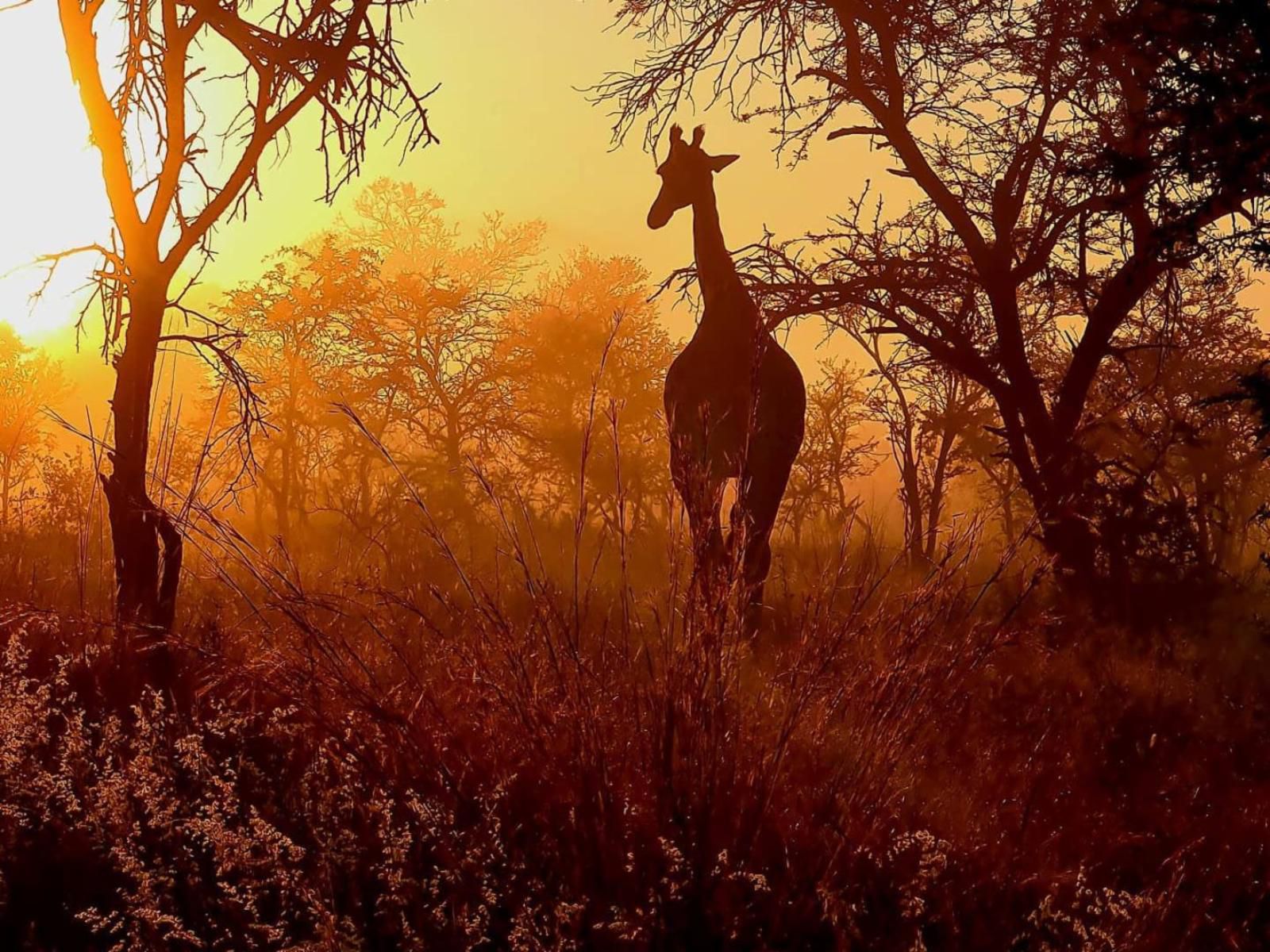 Wildthingz Bush Lodge, Colorful, Giraffe, Mammal, Animal, Herbivore, Silhouette, Sunset, Nature, Sky