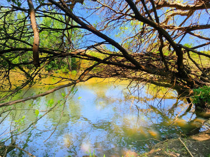 Wilge River Bush Camp, River, Nature, Waters, Tree, Plant, Wood