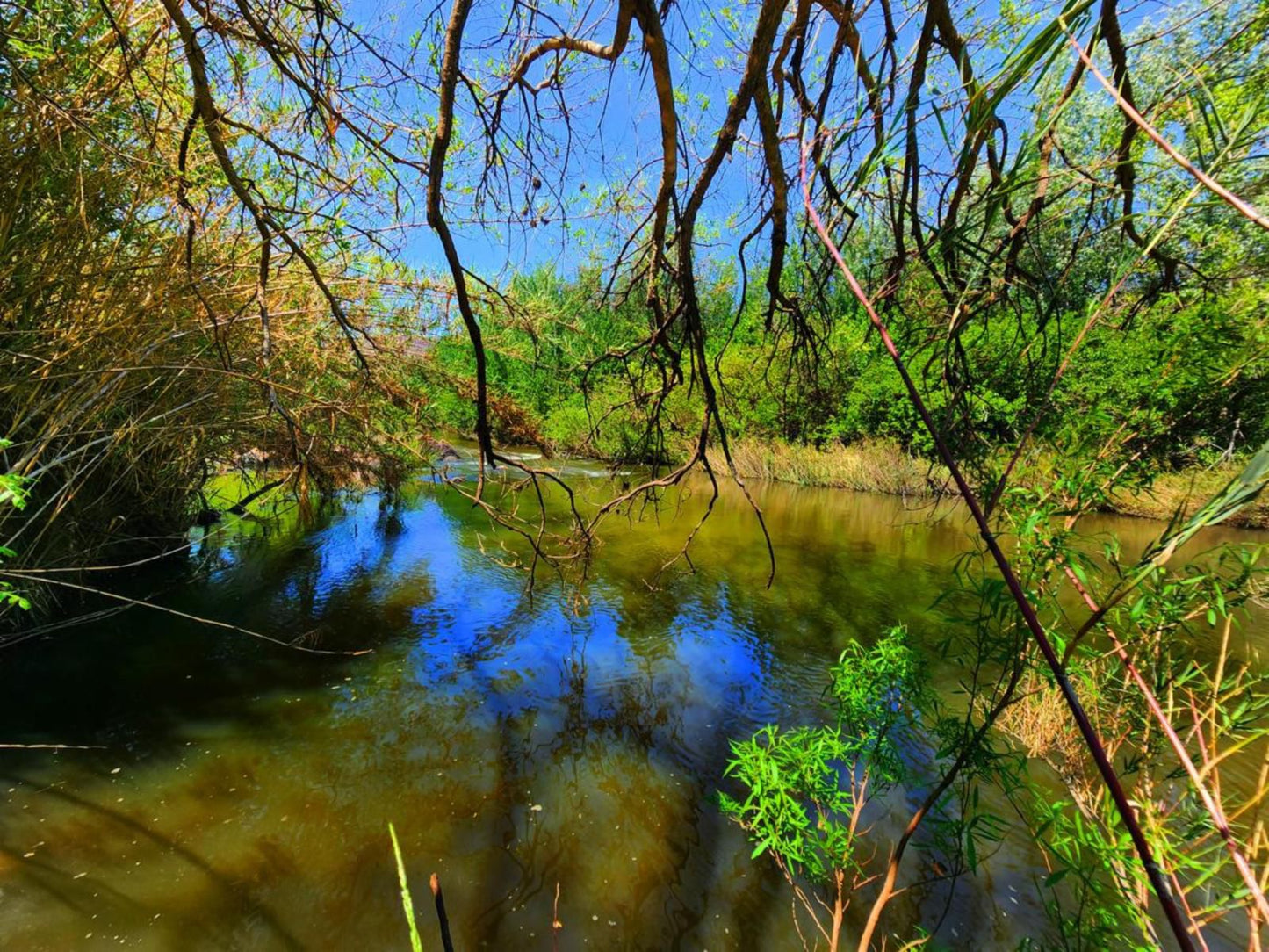 Wilge River Bush Camp, Tree, Plant, Nature, Wood