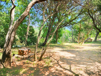 Wilge River Bush Camp, Forest, Nature, Plant, Tree, Wood