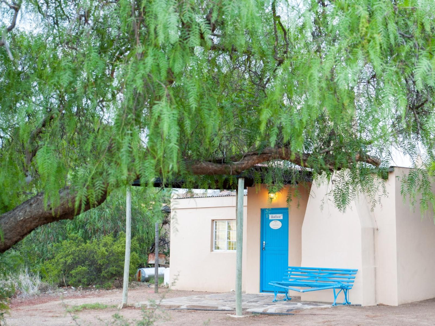 Willemsrivier Trekpad Guest Houses Nieuwoudtville Northern Cape South Africa Plant, Nature