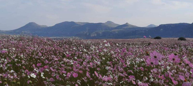 Willowdene Guest Farm Fouriesburg Free State South Africa Blossom, Plant, Nature, Field, Agriculture, Meadow, Mountain, Highland