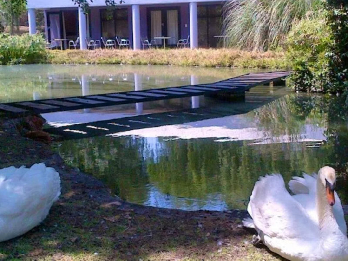 Willow Place Randjesfontein Johannesburg Gauteng South Africa Complementary Colors, Duck, Bird, Animal, Lake, Nature, Waters