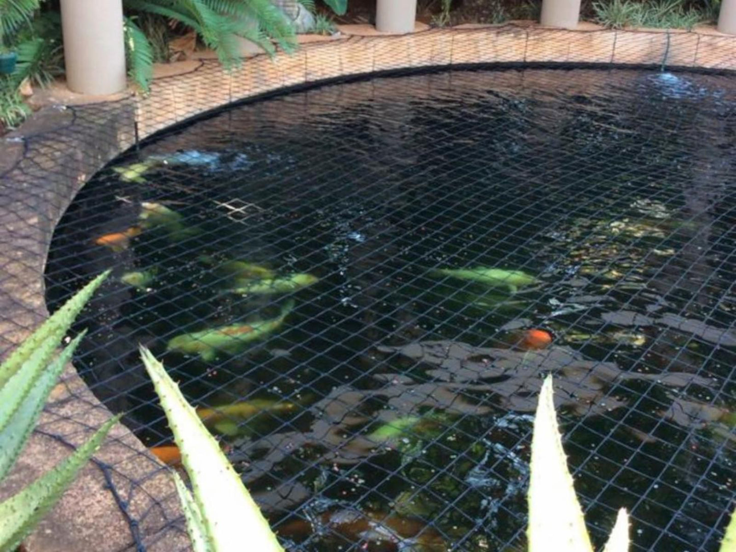 Willows Guest House Die Wilgers Pretoria Tshwane Gauteng South Africa Garden, Nature, Plant, Swimming Pool