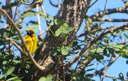 Windfall Weavers Guest House Beacon Bay East London Eastern Cape South Africa Complementary Colors, Parrot, Bird, Animal