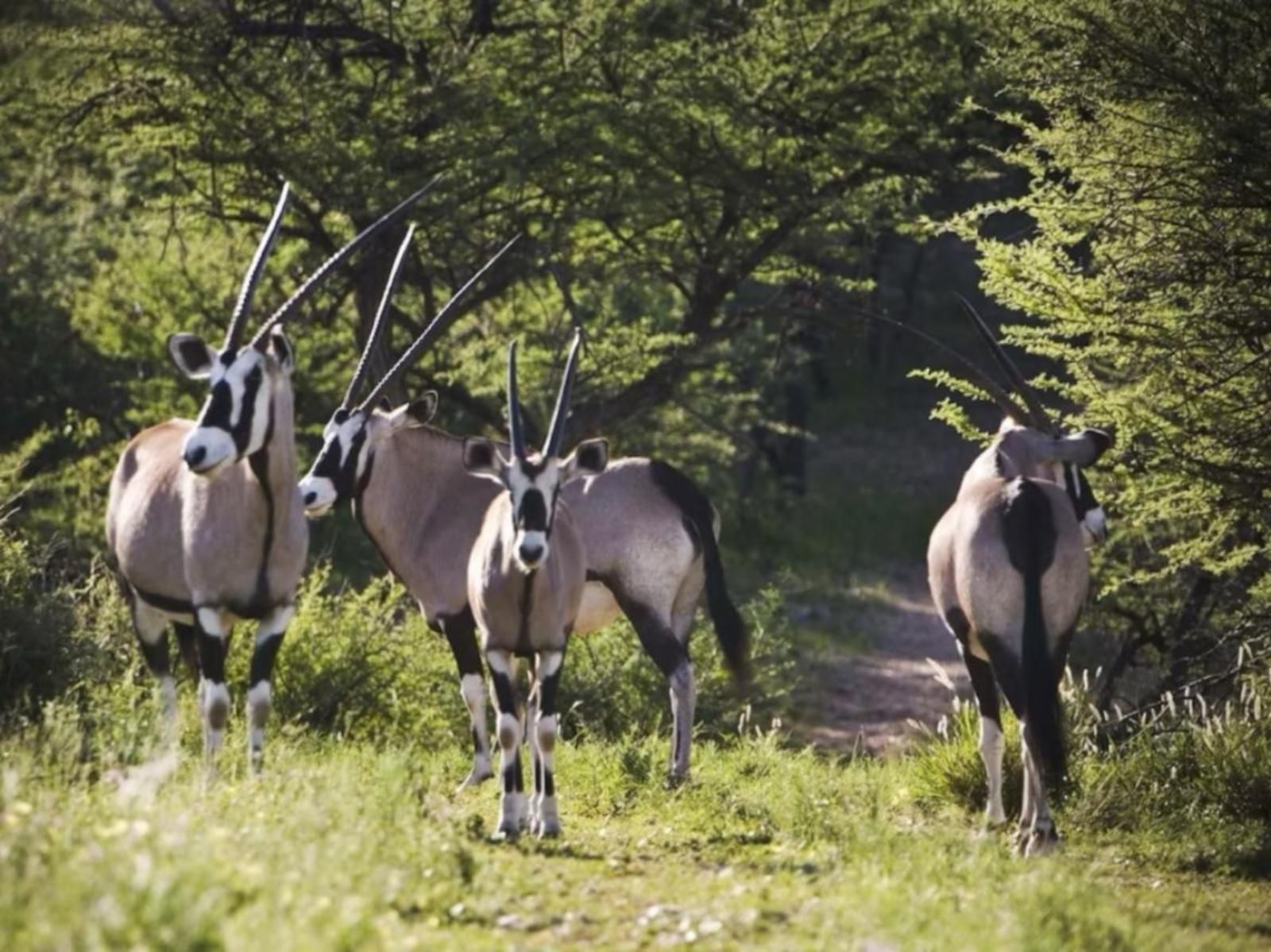 Windhoek Game Camp, Animal