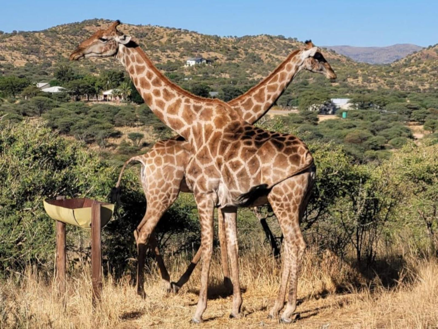 Windhoek Game Camp, Giraffe, Mammal, Animal, Herbivore