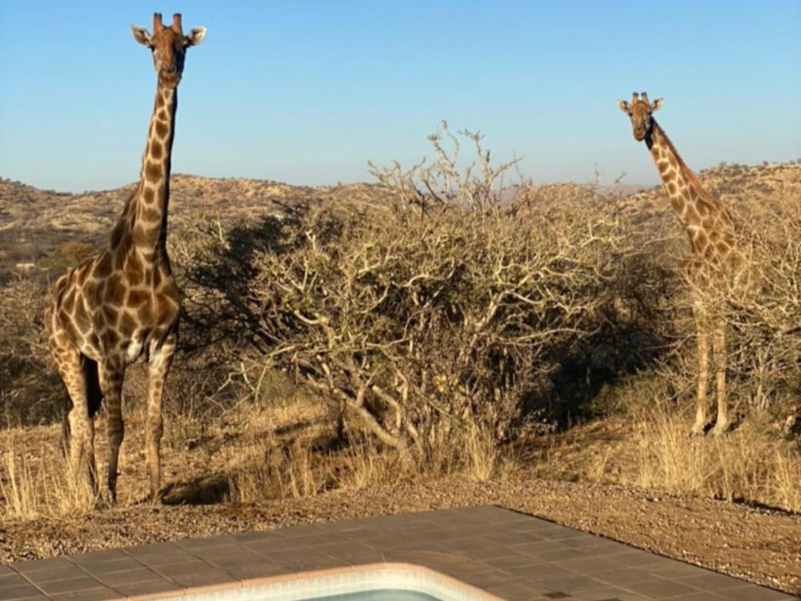 Windhoek Game Camp, Giraffe, Mammal, Animal, Herbivore