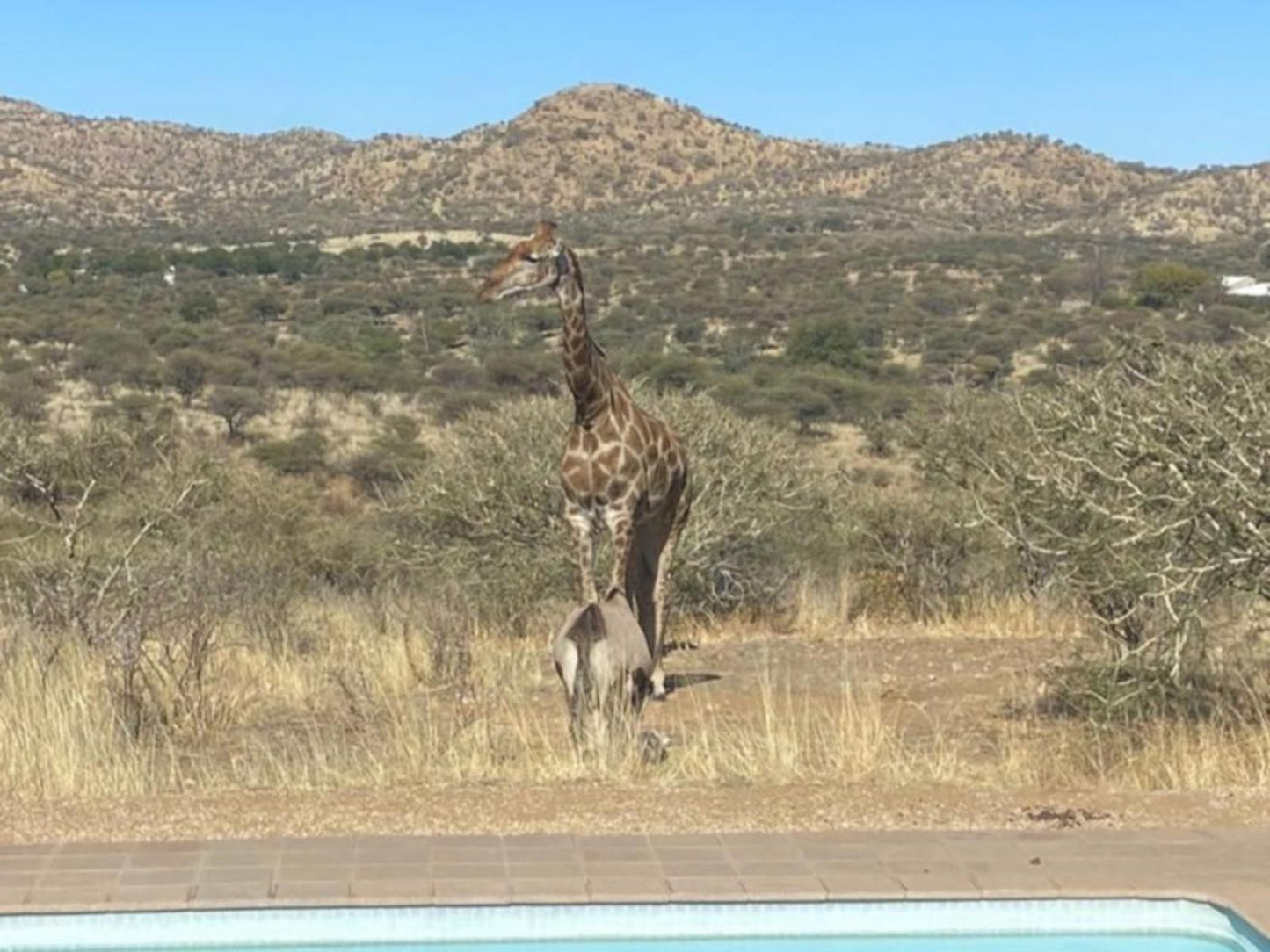 Windhoek Game Camp, Giraffe, Mammal, Animal, Herbivore