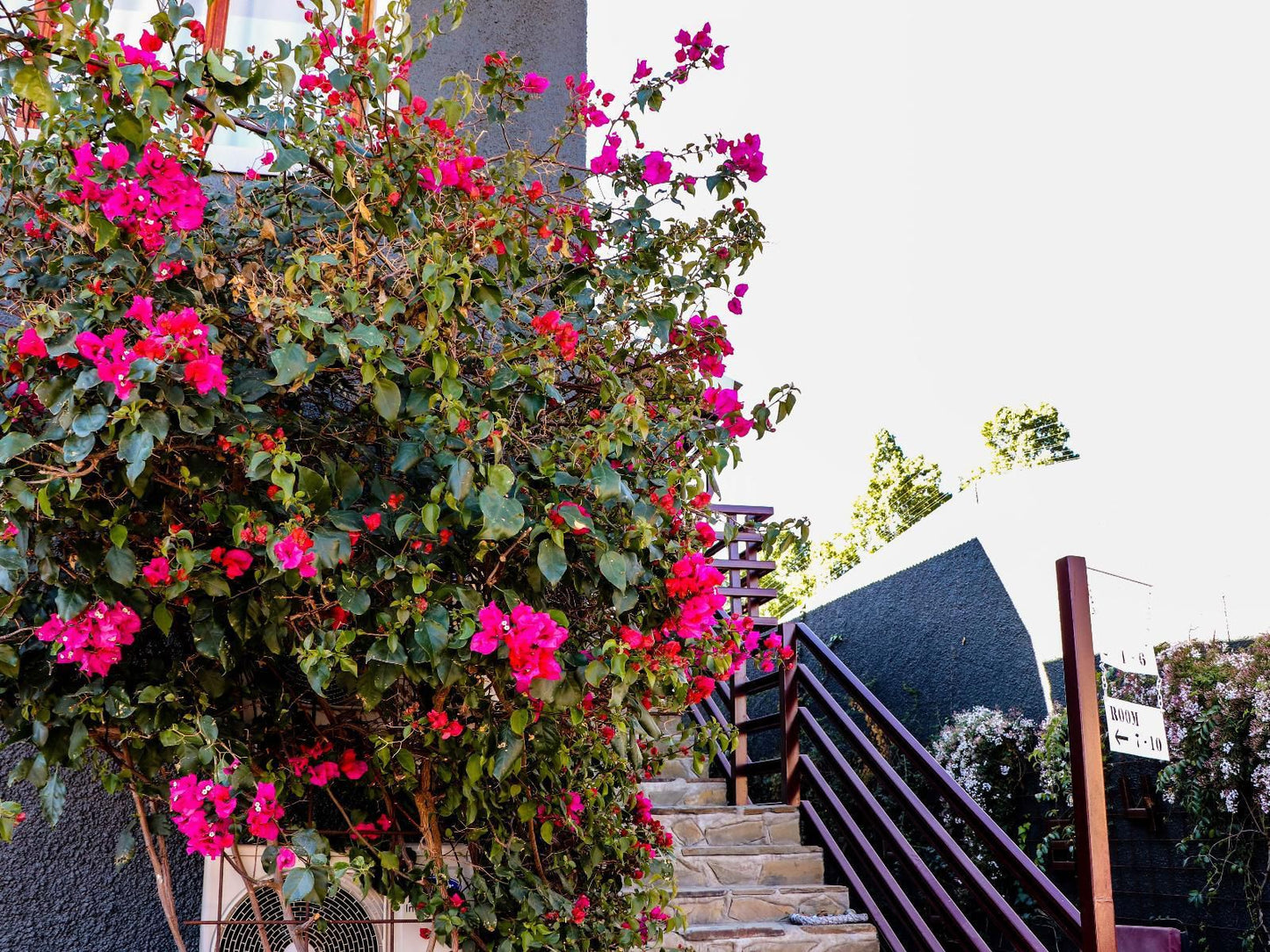 Windhoek Gardens Boutique Hotel, Plant, Nature, Rose, Flower, Garden