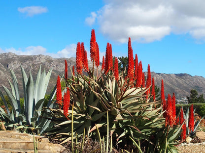 Wind Rose Guest House Gordons Bay Western Cape South Africa Complementary Colors, Cactus, Plant, Nature