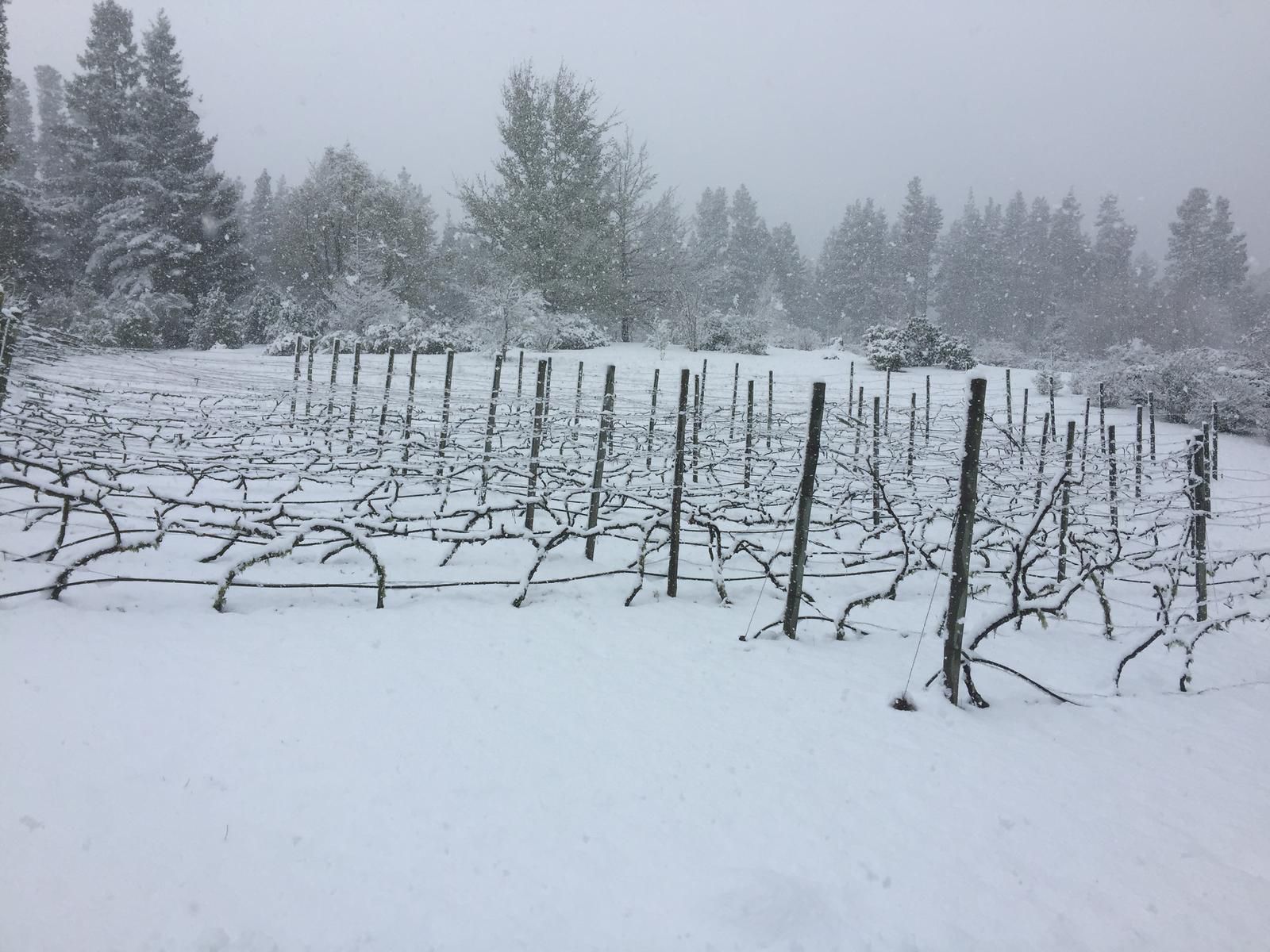 Windrush On Hogsback Hogsback Eastern Cape South Africa Grape, Fruit, Food, Nature, Snow, Winter, Winter Landscape