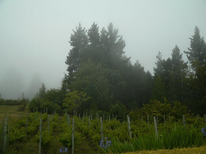 Windrush On Hogsback Hogsback Eastern Cape South Africa Tree, Plant, Nature, Wood