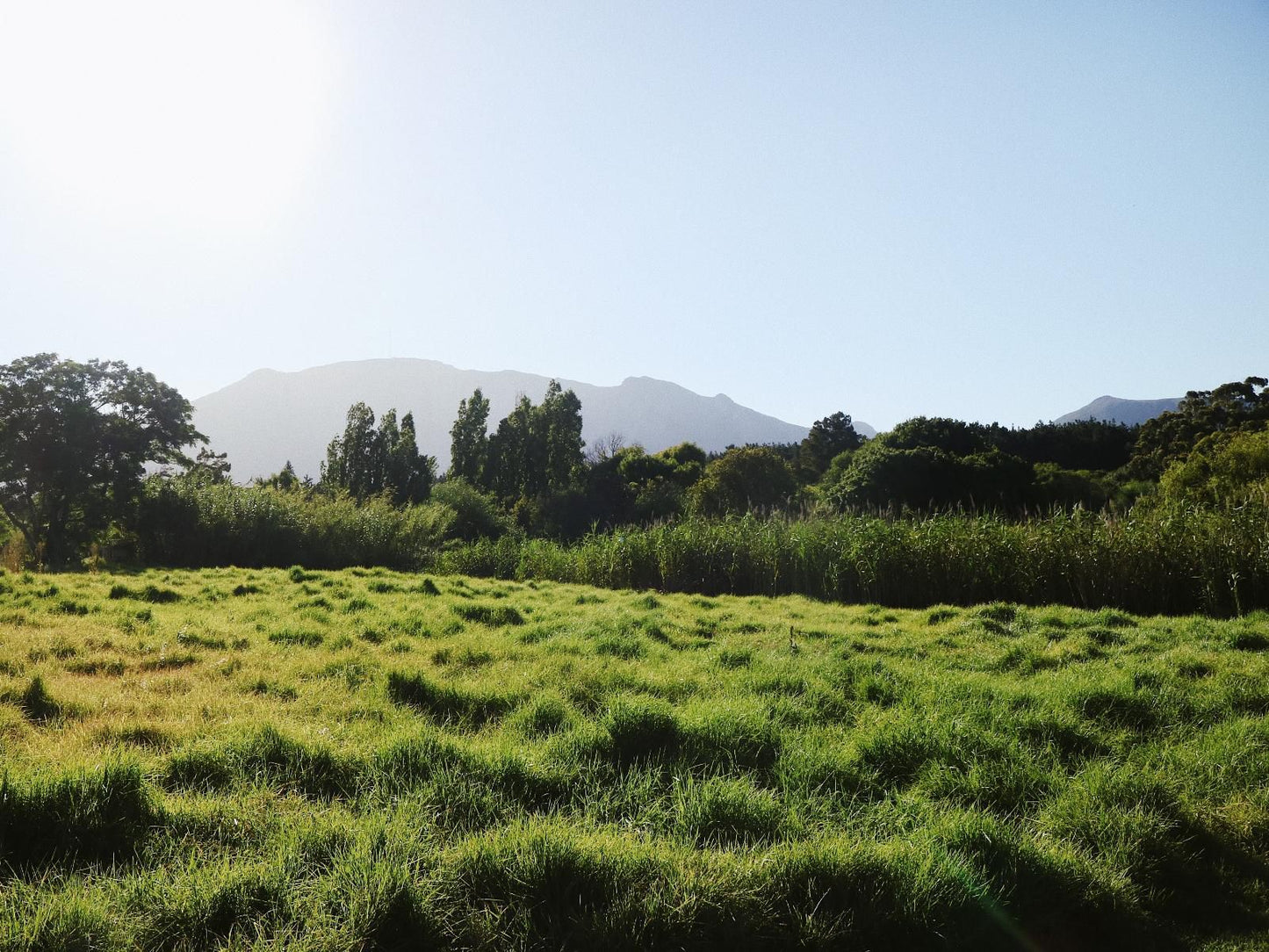 Windsor House Tokai Cape Town Western Cape South Africa Complementary Colors, Field, Nature, Agriculture