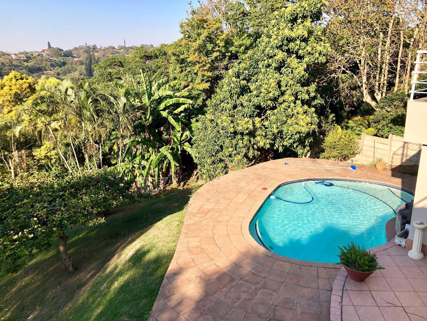 Winston House Westville Durban Kwazulu Natal South Africa Palm Tree, Plant, Nature, Wood, Garden, Swimming Pool