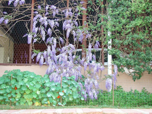 Wisteria Cottage Haenertsburg Limpopo Province South Africa Plant, Nature, Garden