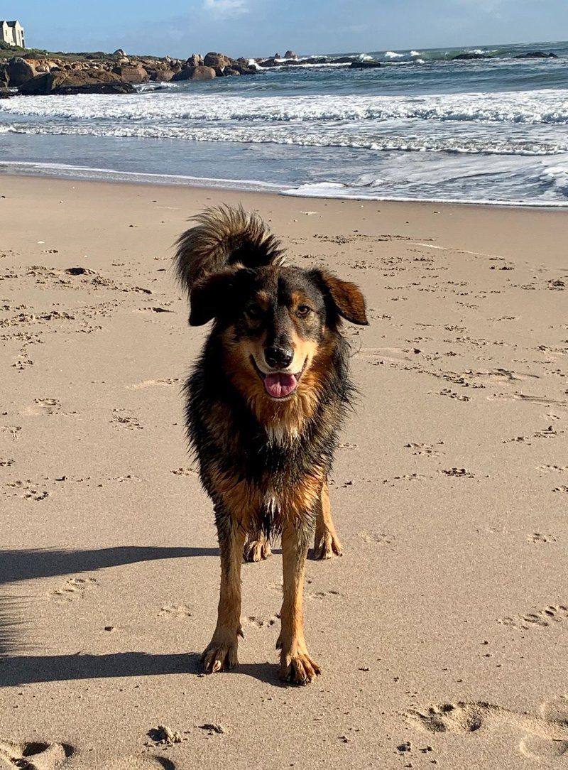 Witbaai Beach House Britannia Bay Western Cape South Africa Dog, Mammal, Animal, Pet, Beach, Nature, Sand, Ocean, Waters