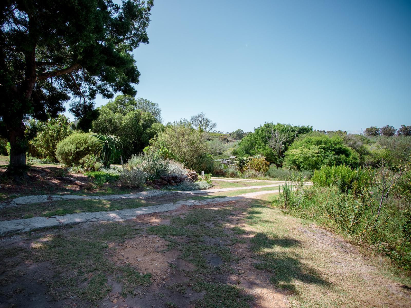 Witkrans Farm And Cottages, Garden, Nature, Plant