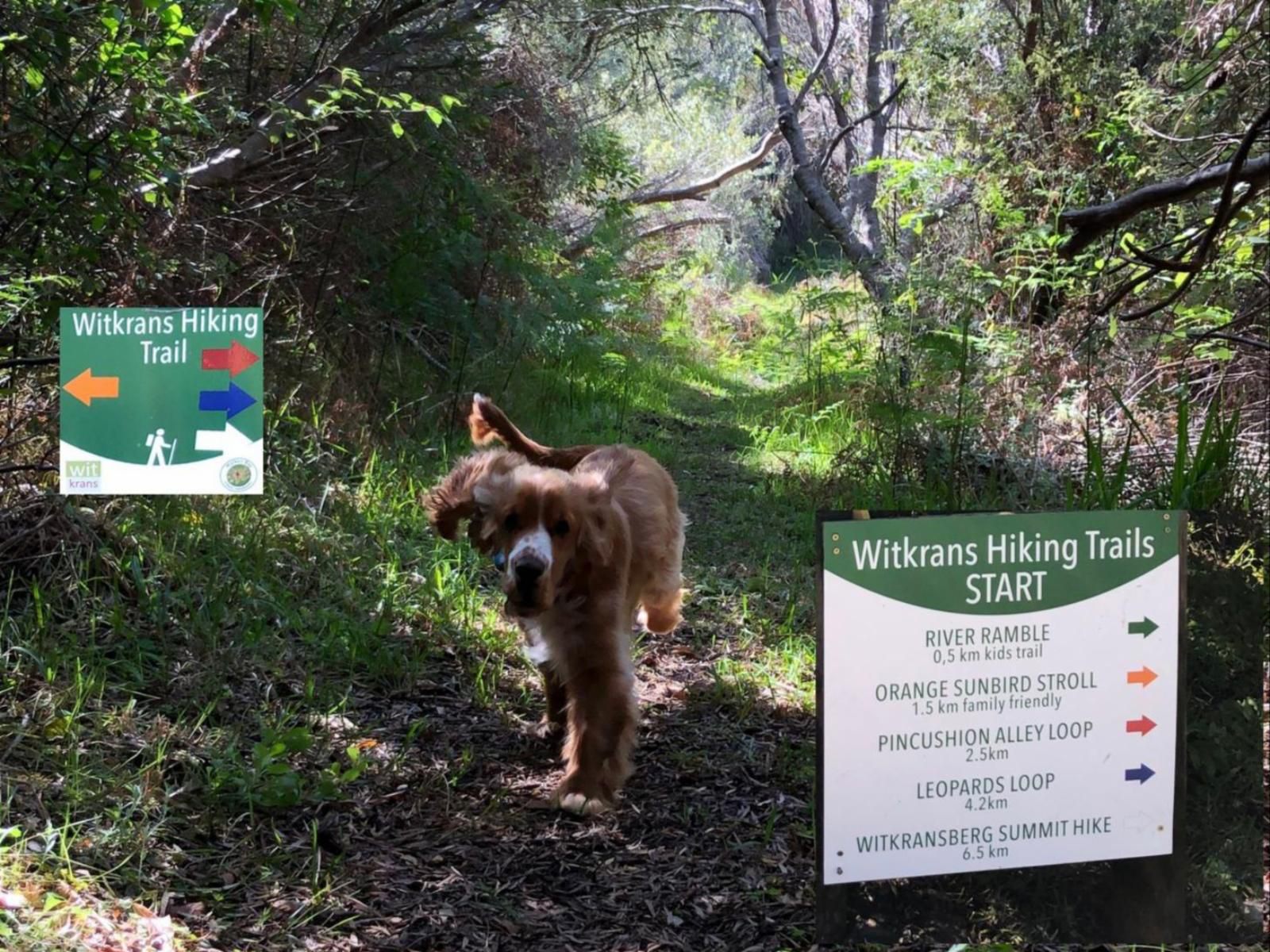 Witkrans Farm And Cottages, Dog, Mammal, Animal, Pet, Forest, Nature, Plant, Tree, Wood, Sign