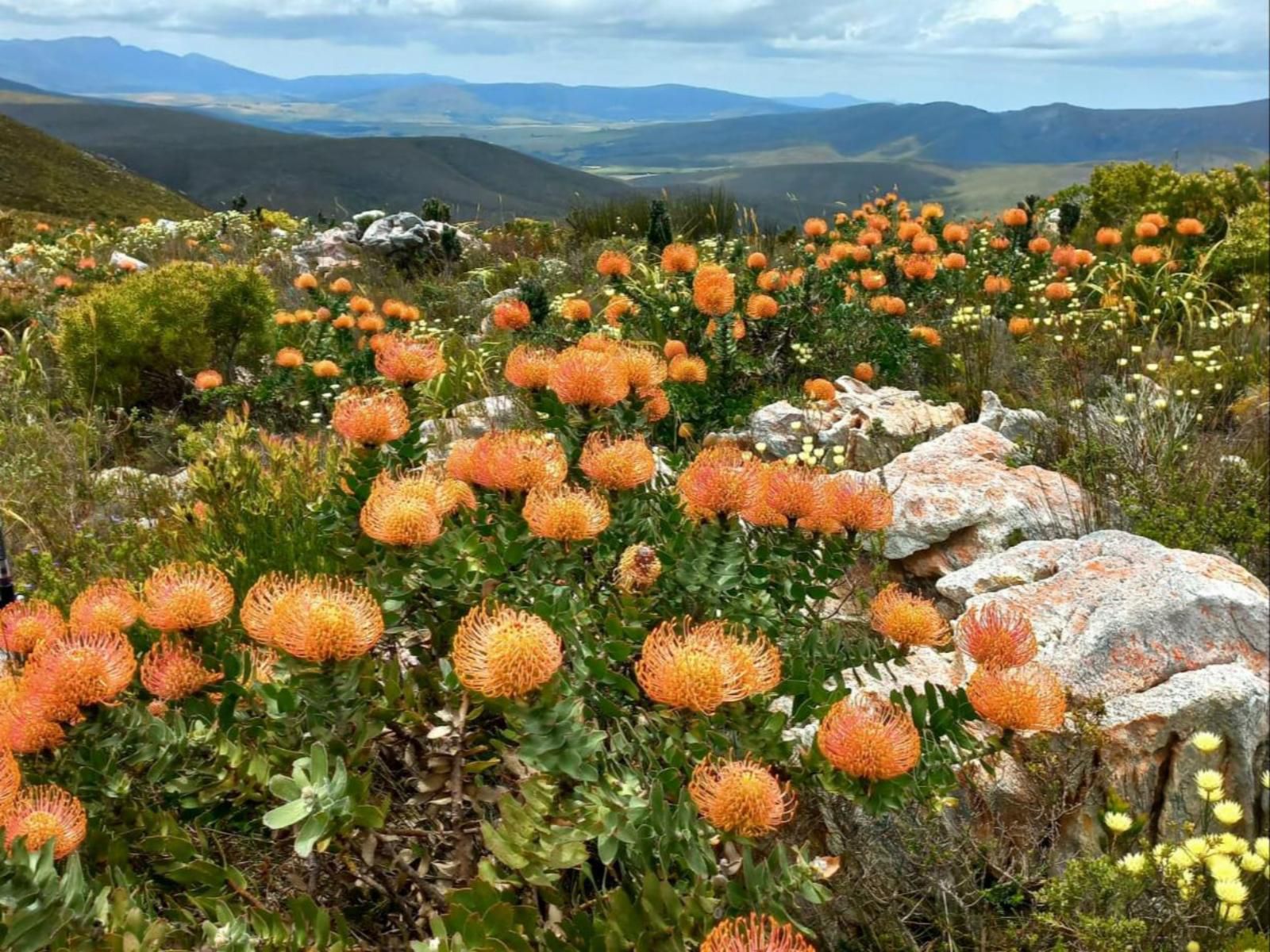 Witkrans Farm And Cottages, Cactus, Plant, Nature