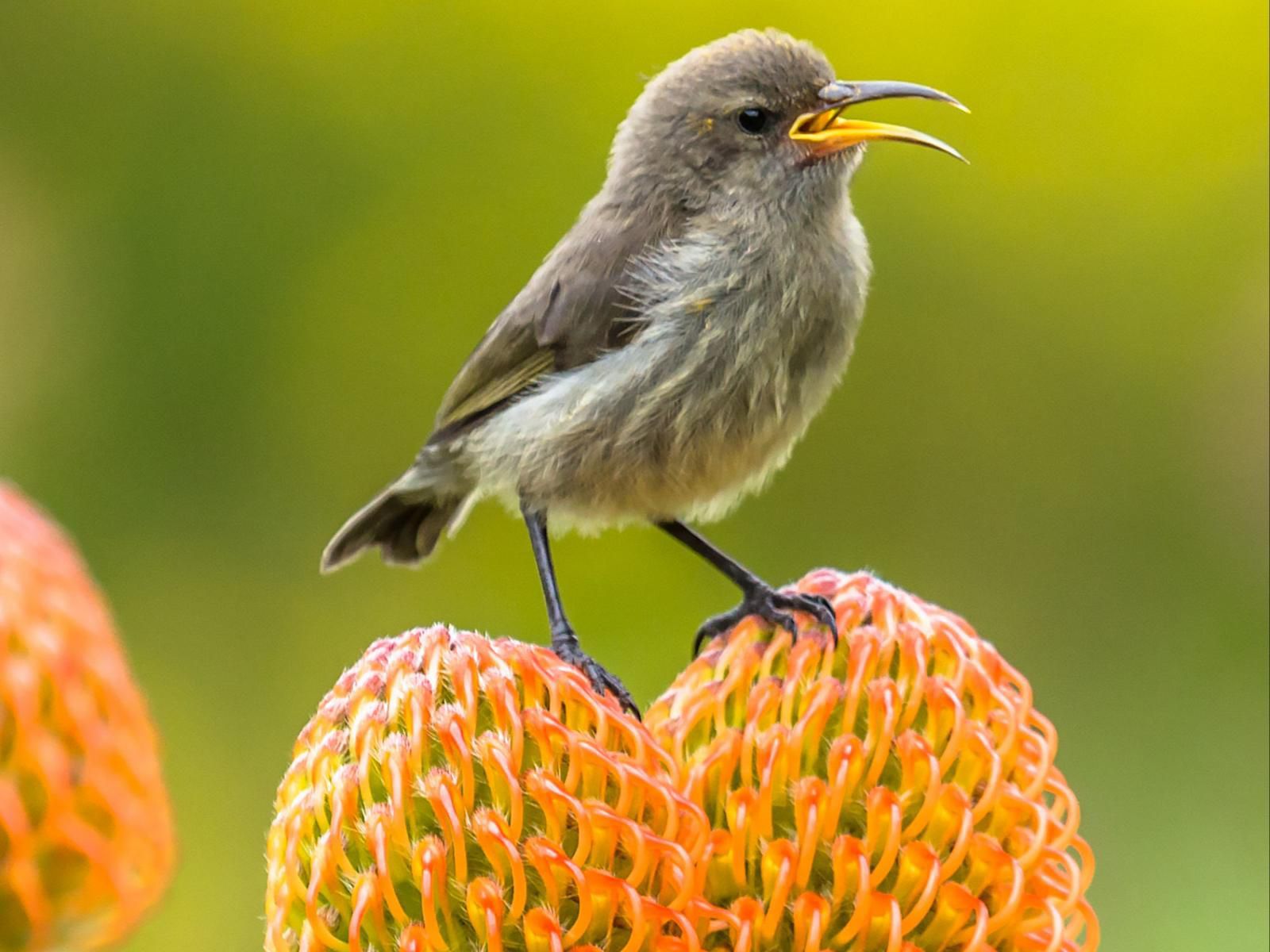 Witkrans Farm And Cottages, Colorful, Blackbird, Bird, Animal