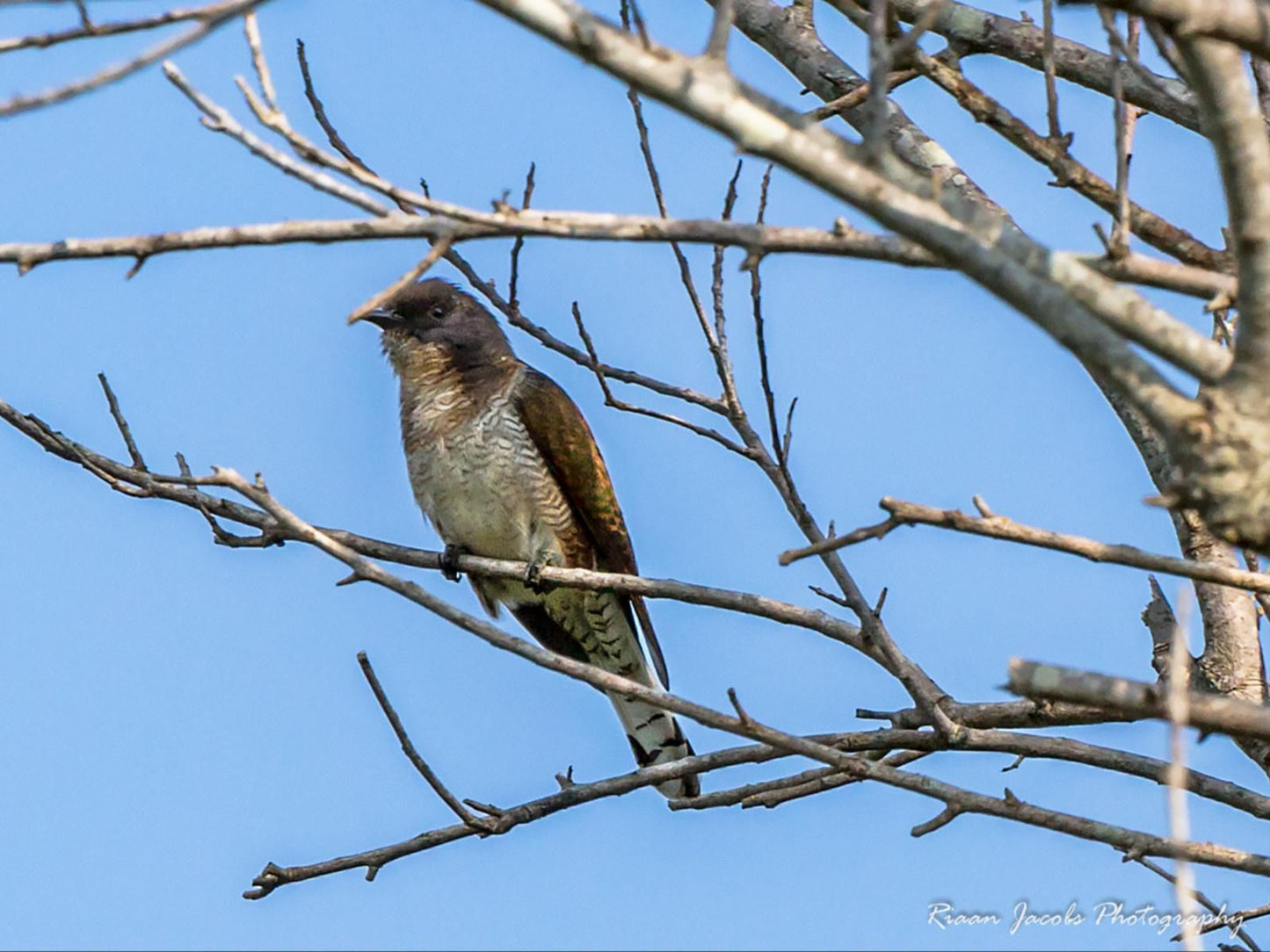 Witkrans Farm And Cottages, Hawk, Bird, Animal, Predator