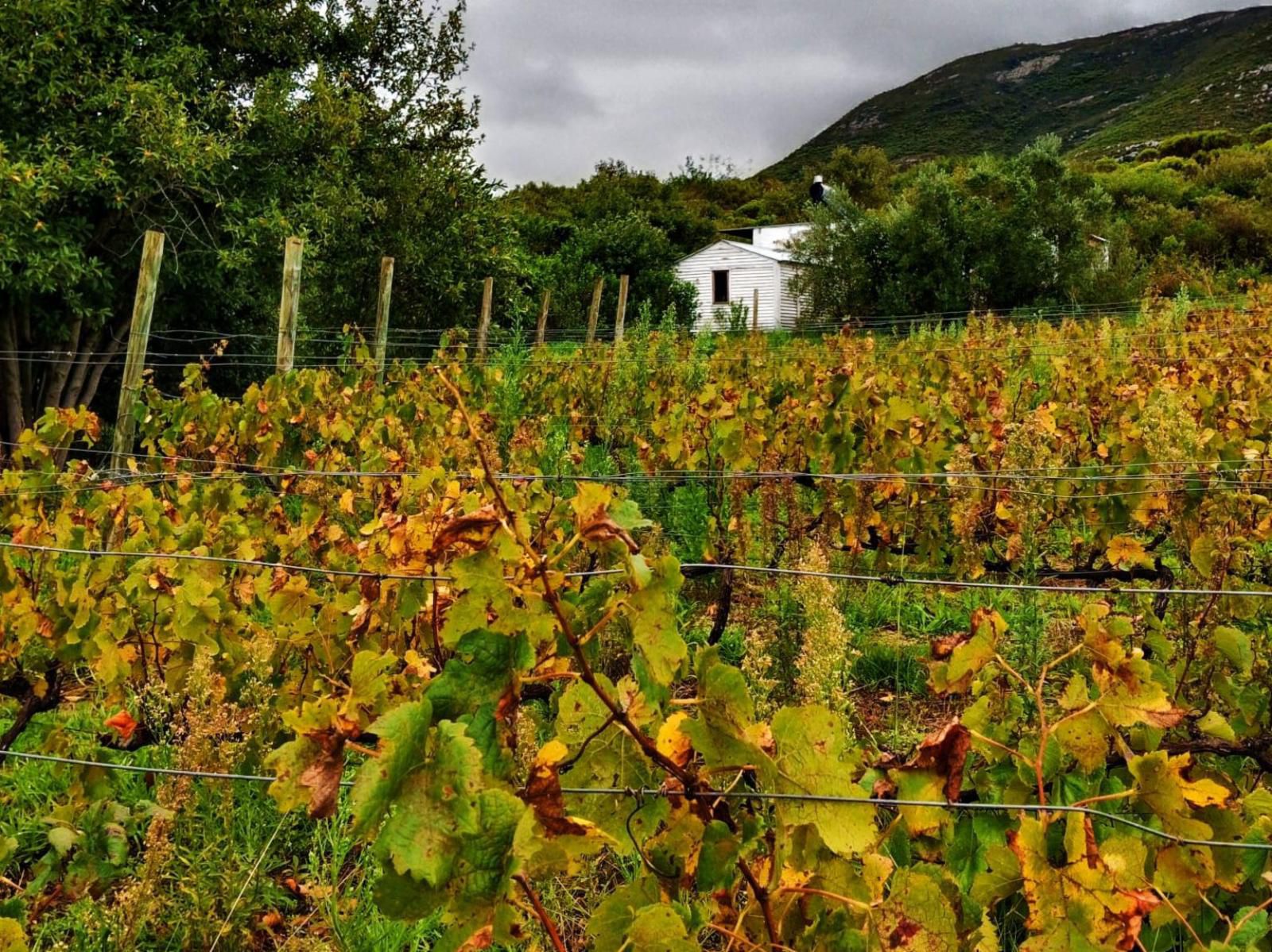 Witkrans Farm And Cottages, Highland, Nature