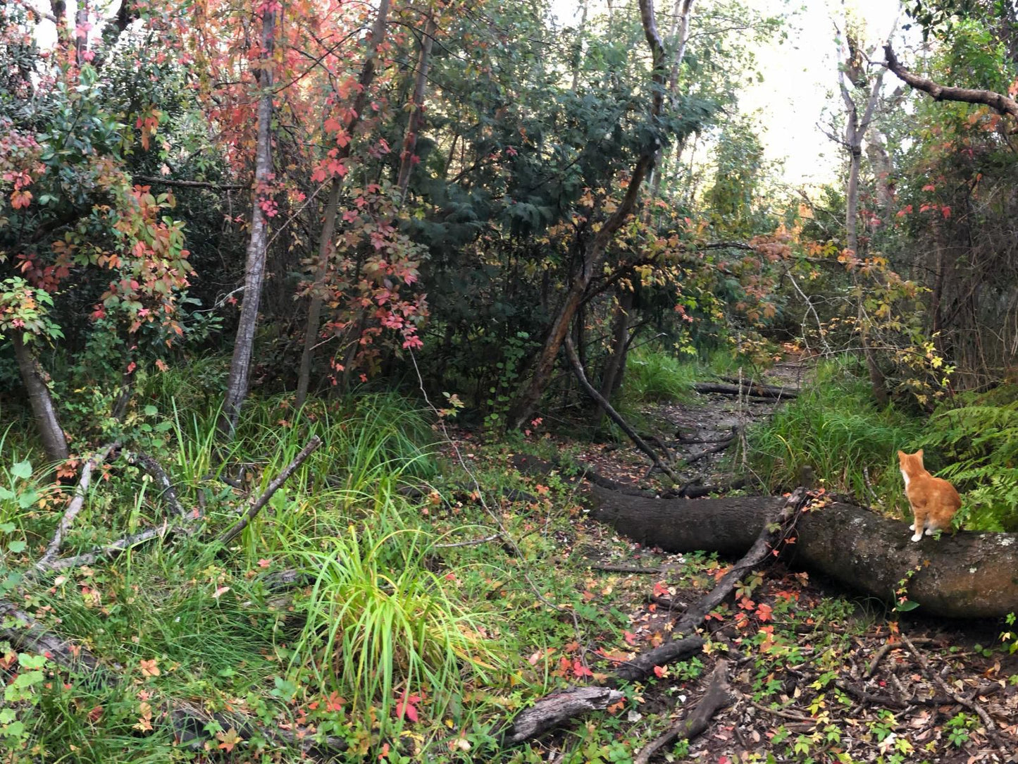 Witkrans Farm And Cottages, Forest, Nature, Plant, Tree, Wood, Autumn, Garden