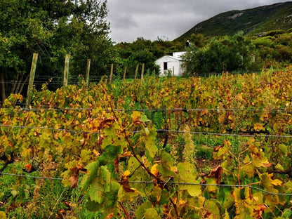 Witkrans Farm Gansbaai Western Cape South Africa Highland, Nature