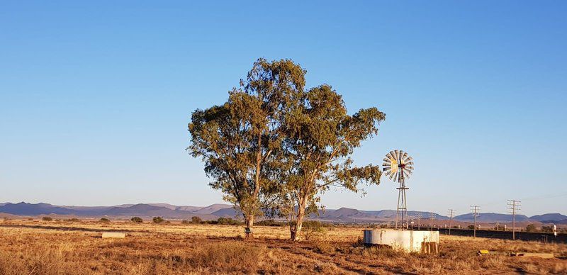 Witkrans Lodge Middelburg Eastern Cape Eastern Cape South Africa Complementary Colors, Tree, Plant, Nature, Wood, Desert, Sand, Lowland