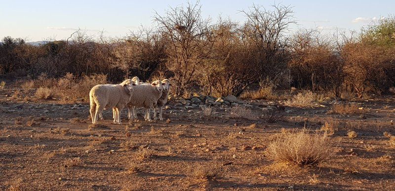 Witkrans Lodge Middelburg Eastern Cape Eastern Cape South Africa Animal, Desert, Nature, Sand