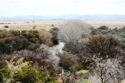 Witkrans Lodge Middelburg Eastern Cape Eastern Cape South Africa Cactus, Plant, Nature