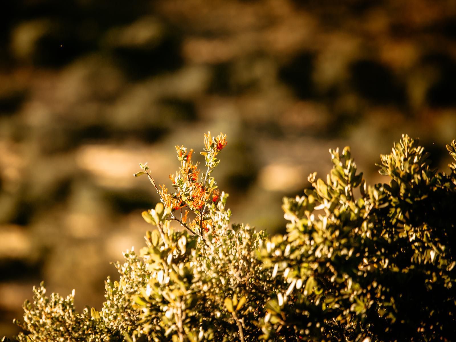 Witmos Oxwagon Camp Somerset East Eastern Cape South Africa Colorful, Plant, Nature, Bokeh