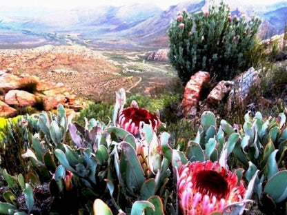 Witteberg Nature Reserve Laingsburg Western Cape South Africa Cactus, Plant, Nature