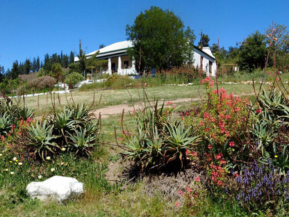 Wolfkloof Boerdery Swellendam Western Cape South Africa Complementary Colors, Plant, Nature, Garden