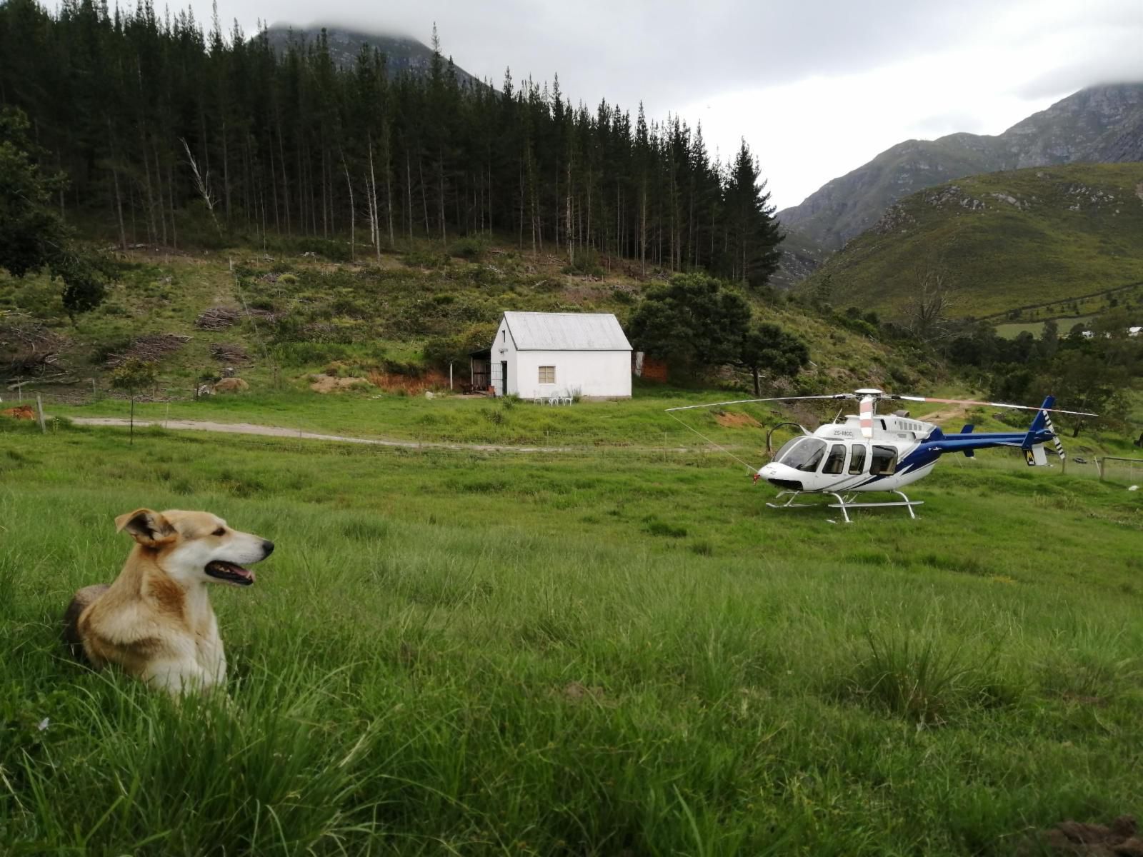 Wolfkloof Boerdery Swellendam Western Cape South Africa Dog, Mammal, Animal, Pet, Helicopter, Vehicle, Mountain, Nature, Highland