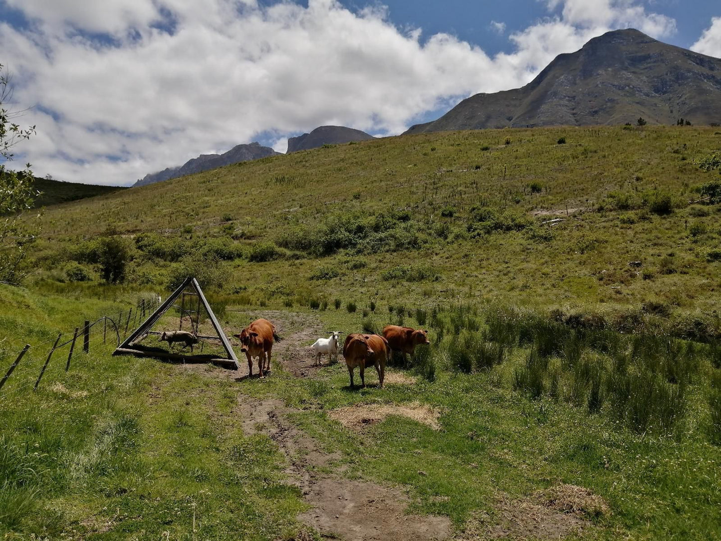 Wolfkloof Boerdery Swellendam Western Cape South Africa Mountain, Nature, Highland