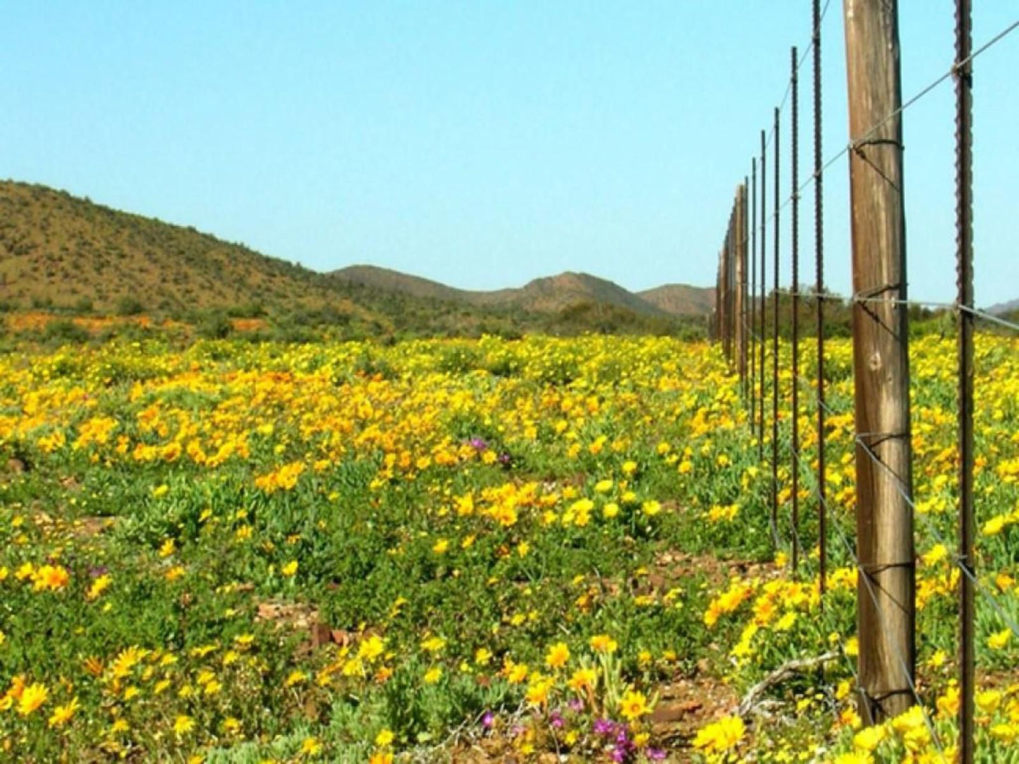 Wolvekraal Boerdery Prince Albert Western Cape South Africa Complementary Colors, Colorful, Field, Nature, Agriculture, Plant