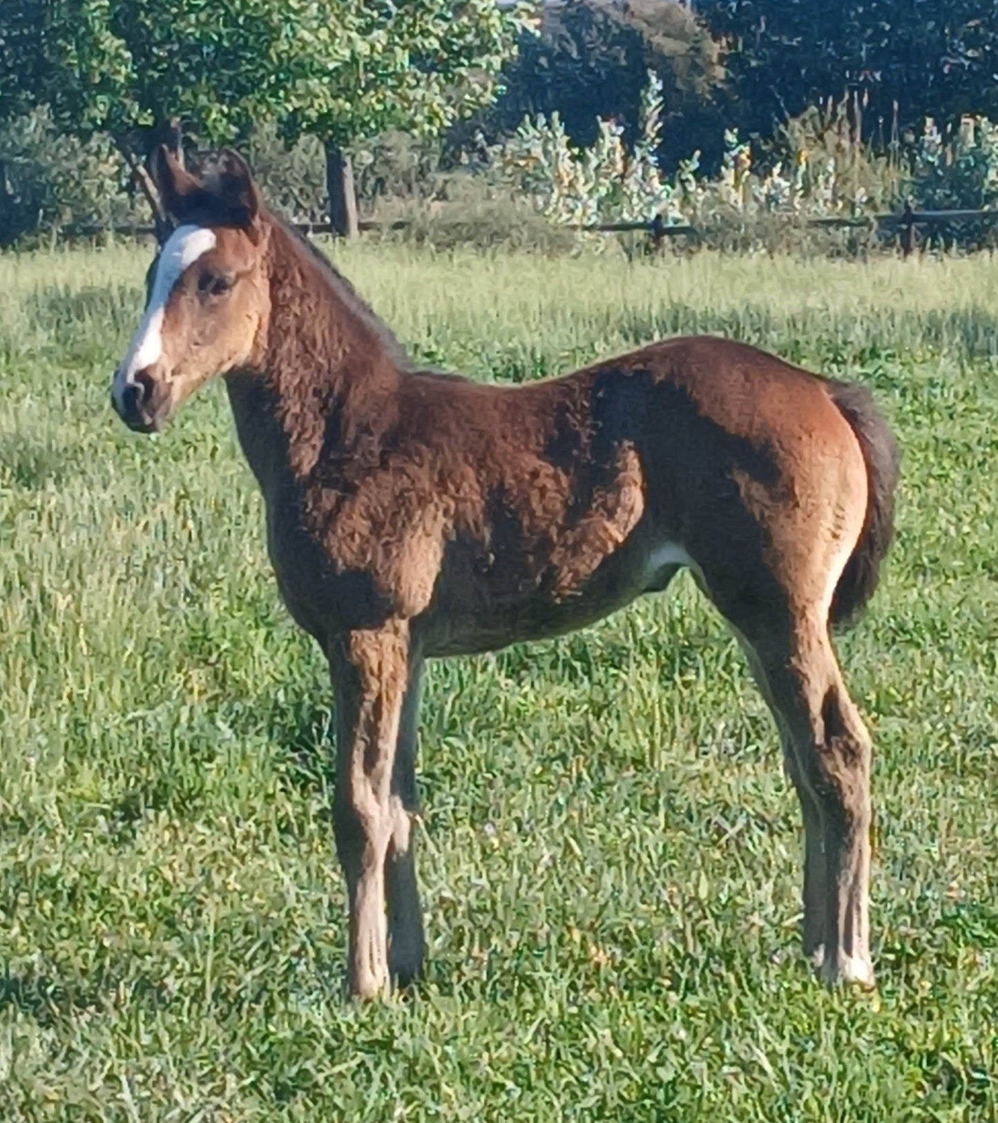 Wolwefontein Lodge Colesberg Northern Cape South Africa Horse, Mammal, Animal, Herbivore, Donkey