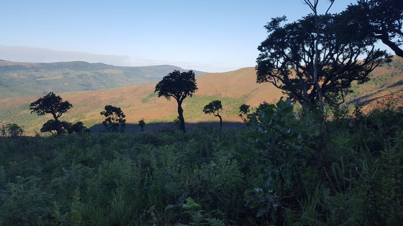 Wolwekrans Eco Lodge Schoemanskloof Mpumalanga South Africa Field, Nature, Agriculture, Tree, Plant, Wood, Highland